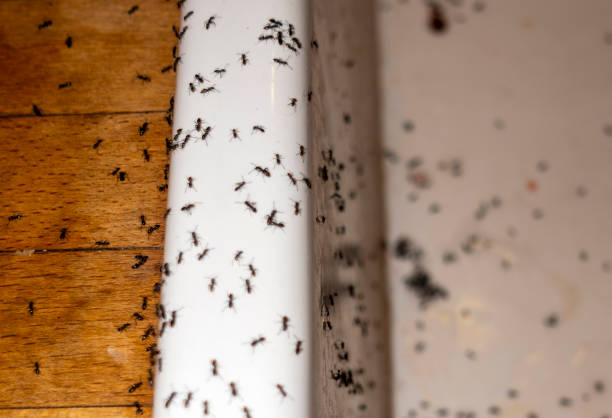Best Local Pest Control Services  in Harlan, KY
