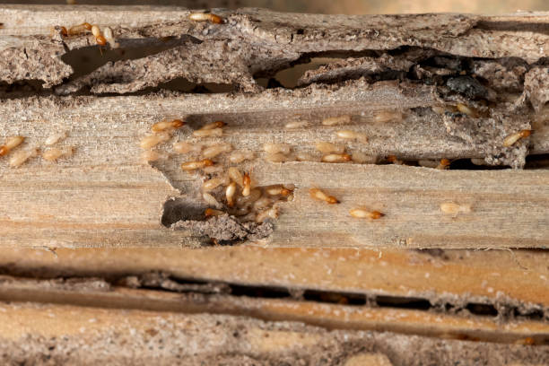 Professional Pest Control in Harlan, KY