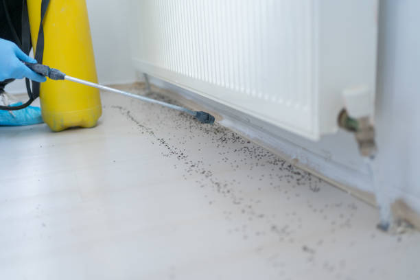 Best Ant Control Services  in Harlan, KY