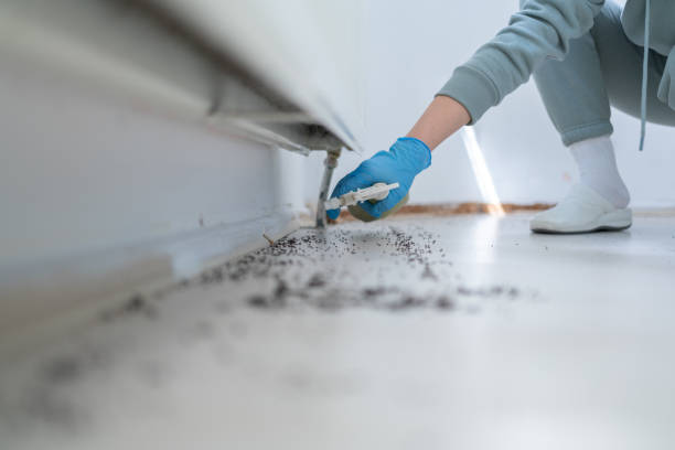 Best Pest Prevention Services  in Harlan, KY